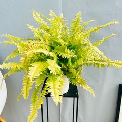 ［現品］82番　ネフロレピス　ハッピーゴールデン　5号　観葉植物　室内　ハンギング　吊り鉢　吊り下げ　シダ　おしゃれ