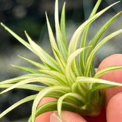 ホワイト率多め綺麗＊ ミニ極上＊ チランジア イオナンタ アルボマルギナータ(アルボマージナータ) Tillandsia ionantha Albomarginata＊エアプランツ＠フラワーショップ江口