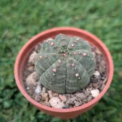 2025年最新】euphorbiaの人気アイテム - メルカリ