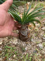 【セール】ブーファン　ディスティチャ　No.002　鉢ごと　送料込 セール】ブーファン ディスティチャ No.002 鉢ごと 送料込