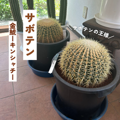 サボテンー金鯱（キンシャチ）ー