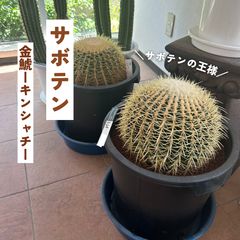 makkkページの２ 金鯱８号２点 Yahoo!オークション - サボテン エキノカクタス 金鯱 錦 かきこ