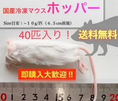 yuuuuka　送料無料 冷凍マウスホッパー100匹 yuuuuka 送料無料 冷凍マウスホッパー100匹 楽天市場】冷凍