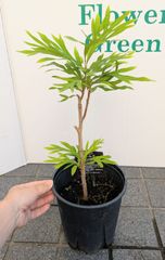 【在庫処分品】　グレビレアゴールド　バイレアナ　６号鉢　苗木　剪定鉢