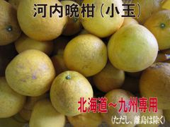 小ぶりな河内晩柑(小玉サイズ)4.5ｋｇ