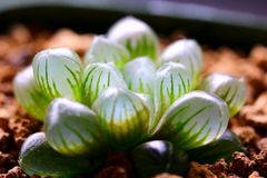 多肉植物 ハオルチア トルンカータ 小苗