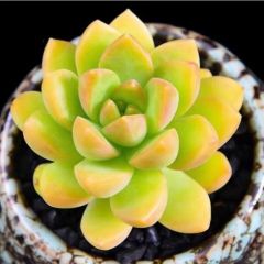 9A ハオルチア 多肉植物 糯オブツーサ錦糊斑 自家繁殖 - メルカリ