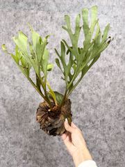 輸入直後新鮮株【Mサイズ】B37 ▽P.ridleyi Wild from Central Borneo ▽ リドレー　リドレイ【PLANET】ビカクシダ