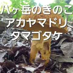 北海道産　アカヤマドリ2kg 2025年最新】アカヤマドリの人気アイテム - メルカリ