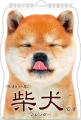 2025年 壁掛けカレンダー 柴犬です 25ACL-65 2025年1月始まり 犬カレンダー しばいぬ おしゃれ かわいい メール便