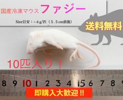 【送料無料】冷凍マウスファジー 10匹入@即購入OK！北海道・沖縄も送料無料です！