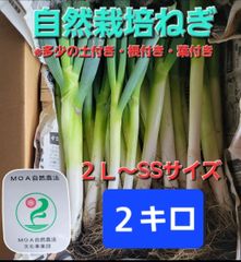 自然栽培ねぎ　2キロ　根付き・葉付き・土付き