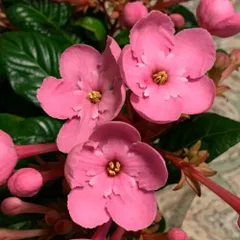 強い香りニオイザクラ リッチRich 匂い桜べにふじ 1鉢土減らし花段々