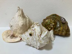 2025年最新】夜光貝 貝殻の人気アイテム - メルカリ