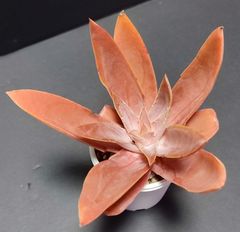 エケベリア 原種 ノヴォガリシアナ novogaliciana. Villa Hidalgo その4  ケーレス実生苗　傷みがあります。