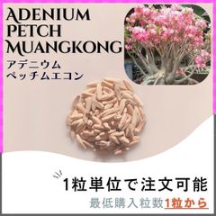 【種子】アデニウム ペッチムエコン / セット割あり 数量1粒から購入OK