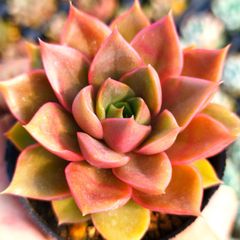 多肉植物セット（エケベリア・セダム）*3 楽天市場】多肉植物 寄せ植え セット 多肉セット 鉢 土 多肉