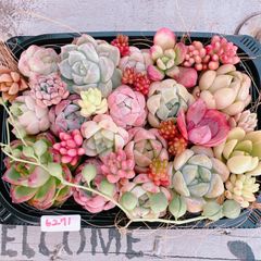 多肉植物 寄せ植えset♡6271