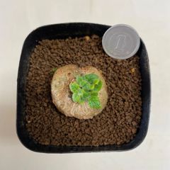 多肉植物　ケープバルブ　シンニンギアブラータ　抜き苗　根付き
