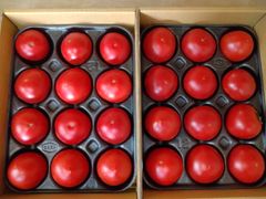 フルーツトマト２箱　はるかエイト