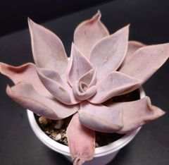 エケベリア 原種 ストリクチフローラ ブスタマンテ 傷みあり その4 strictiflora. Bustamante ケーレス実生苗  月曜or火曜日発送