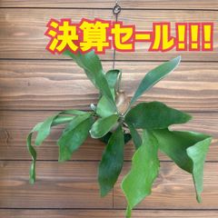 ⑥ ネザーランド ビカクシダ 苔玉 観葉植物 吊るし インテリア コウモリラン