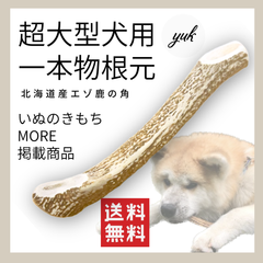 【たくさん噛める鹿角】超大型犬用　一本物　根元　鹿の角　犬のおもちゃ　鹿の骨　G