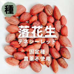 【種】落花生　テネシーレッド　農薬不使用　7粒