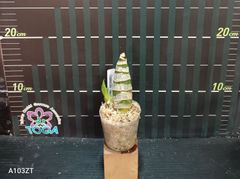 Graphorchis concolor
