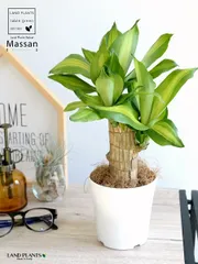 【お試し】 ドラセナ（マッサン：幸福の木） 4号 白色 プラスチック鉢 【ココファイバー】白 ホワイトマッサンゲアナ マッサンギア