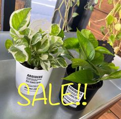 セール中!! ②ポトス 2点セット エンジョイ パーフェクトグリーン 観葉植物