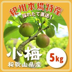おひさま農園の無農薬青梅 梅5kg - メルカリ