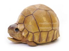 【動物の惑星】秘蔵品放出★カミツキガメ(濃い色)★初期生産!!入手困難 フィギュア