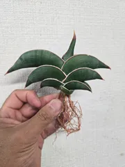 富*様 ④ 【超レアSSS級】エイレンシス サンスベリア 皇帝 輸入株