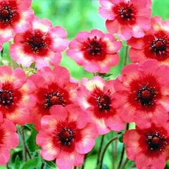 ☆ポテンティラ メルトンファイア　 2株セット”イングリッシュガーデン 花苗 宿根草 多年草 ガーデニング 鉢植え 庭植え  寄せ植え 耐暑性 耐寒性