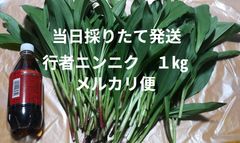 今季ラスト 2本 サルビアディビノラム Salvia divinorum 発根クローン - メルカリ