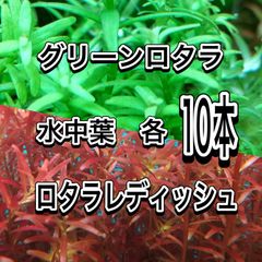 グリーンロタラ、ロタラレディッシュ　水中葉各10本