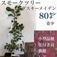 2024年最新】スモークツリー鉢植えの人気アイテム - メルカリ