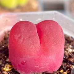コノフィツム マウガニー 蟠桃 紅宝石  1.7㎝ 元気苗 多肉植物 メルカリ便 B111