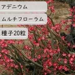 【種子】アデニウム・ムルチフローラム　種子２0粒