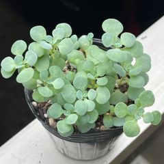 多肉植物♡白菊の舞❤︎抜き苗(根付き) - メルカリ