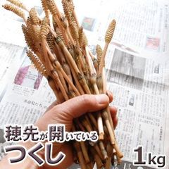 予約　天然山菜・穂先が開いている土筆(並)１ｋｇ（大小バラ詰め）