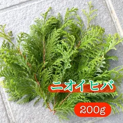 ニオイヒバ！200g〜ネコポスいっぱい！のサムネイル