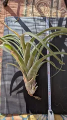 2026年最新】フレクスオーサの人気アイテム - メルカリ