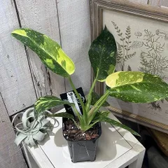 観葉植物 希少  【フィロデンドロン  ホイップル ウェイ ミント バリエガタ】 観葉植物 希少 【フィロデンドロン ホイップル ウェイ ミント