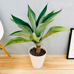 ［現品］【希少】92番　アガベ　アテナータ　ボーチンブルー 8号　観葉植物　大型　レア　綺麗　屋外　多肉植物　珍しい