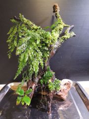 285．【2023夏 特別出品】流木付き水草　アヌビアスナナ　ナナプチ　ブセファランドラ　ボルビティス　プレミアムモス