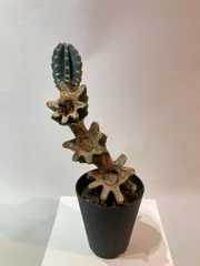 2025年最新】柱サボテン ブランチの人気アイテム - メルカリ