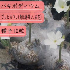 【種子】パキポディウム・ブレビカウレ(恵比寿笑い、白花)　種子10粒