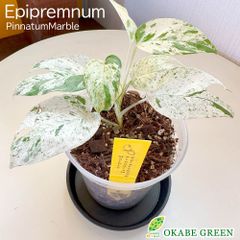 観葉植物 【希少品種】 エピプレムナム ピナツム マーブル 3.5号 プラスチック鉢 黒皿付 ハブカズラ 斑入り おしゃれ 鉢植え 人気 誕生日 インテリア リビング 送料無料